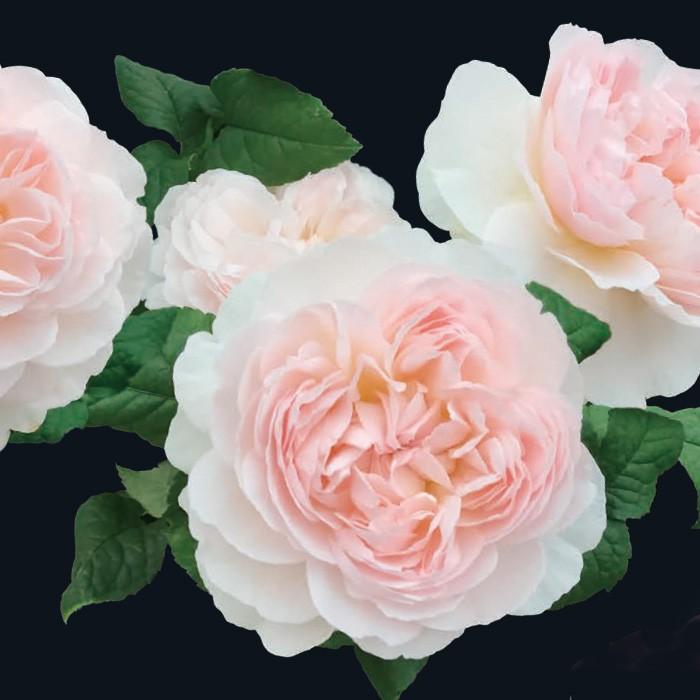 https://item-shopping.c.yimg.jp/i/n/ogafarm_10002768