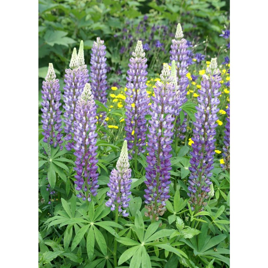 ルピナス ペレニス ワイルドルピナス 宿根草 ガーデニング用 大神ファームyahoo 店 通販 Yahoo ショッピング