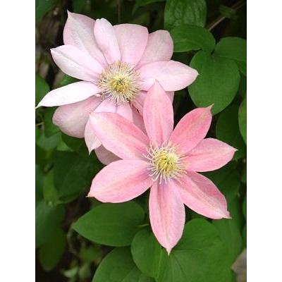 クレマチス 'リトル・マーメイド'（パテンス系） 4.5号ロングポット