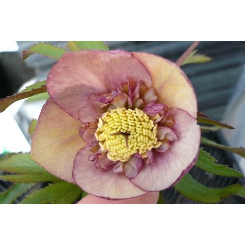 クリスマスローズ・オリエンタリス セミダブル・アプリコット : 大神