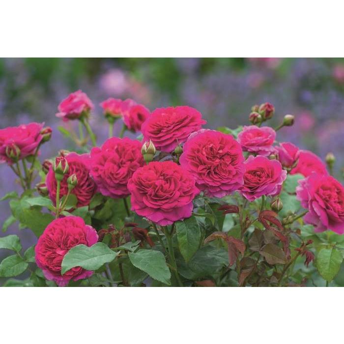 ガブリエル オーク Gabriel Oak Auscrowd バラ苗 イングリッシュローズ 大苗予約 大神ファームyahoo 店 通販 Yahoo ショッピング