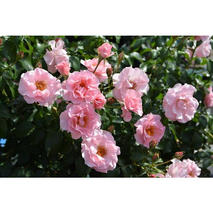 リサリサ（バラ苗：ロサ・オリエンティス） 大苗予約 《農林水産省