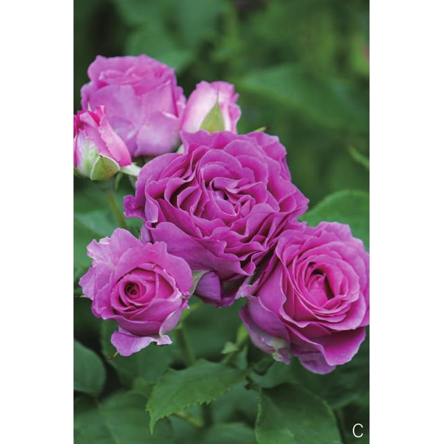 モン プレジール バラ苗 ギヨー社 フランス 大苗予約 大神ファームyahoo 店 通販 Yahoo ショッピング