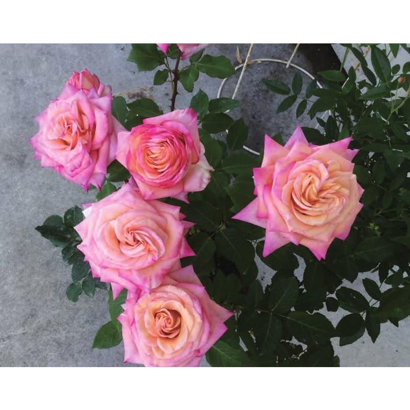 パスカル レジティマス バラ苗 ギヨー社 フランス 大苗予約 大神ファームyahoo 店 通販 Yahoo ショッピング