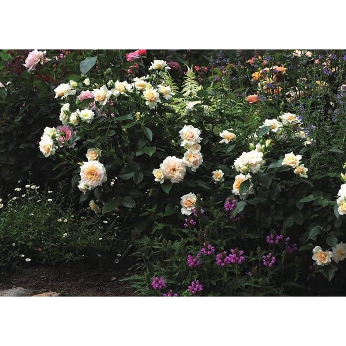 ナディーヌ・エクセラリッシ（バラ苗：ドミニク・マサド） 大苗 《契約