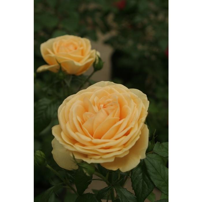 ティップン トップ バラ苗 四季咲き大輪系 大苗 大神ファームyahoo 店 通販 Yahoo ショッピング