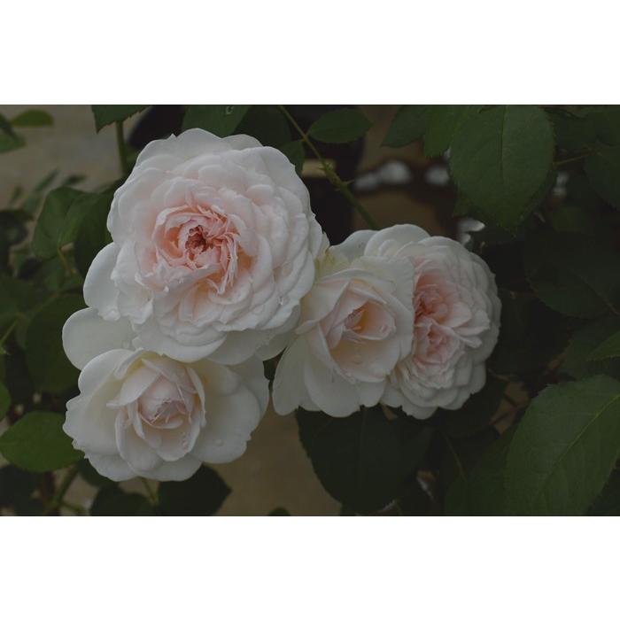 プリンセス ヴェール バラ苗 四季咲き中輪房咲き系 大苗 大神ファームyahoo 店 通販 Yahoo ショッピング