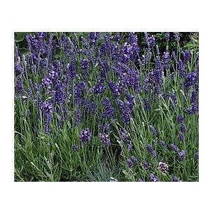 定番スタイル ラベンダー エレガンスパープル イングリッシュ系 ハーブ苗