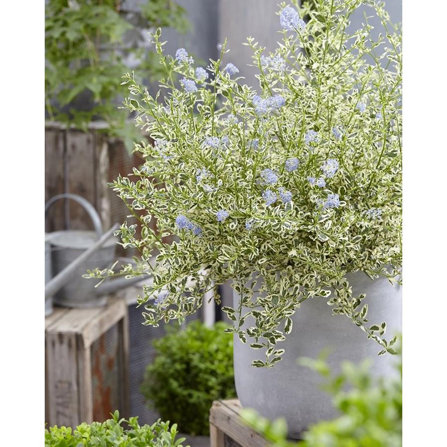 セアノサス・クールブルー（12cmポット）耐寒性半常緑低木 : 大神ファームYahoo!店 - 通販 - Yahoo!ショッピング