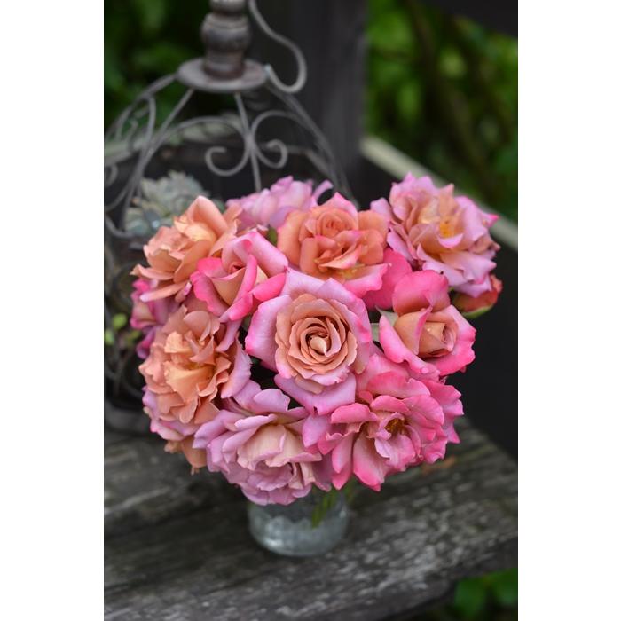 ドレープ（バラ苗：河本バラ園 Kawamoto Brand Roses） 大苗 《農林