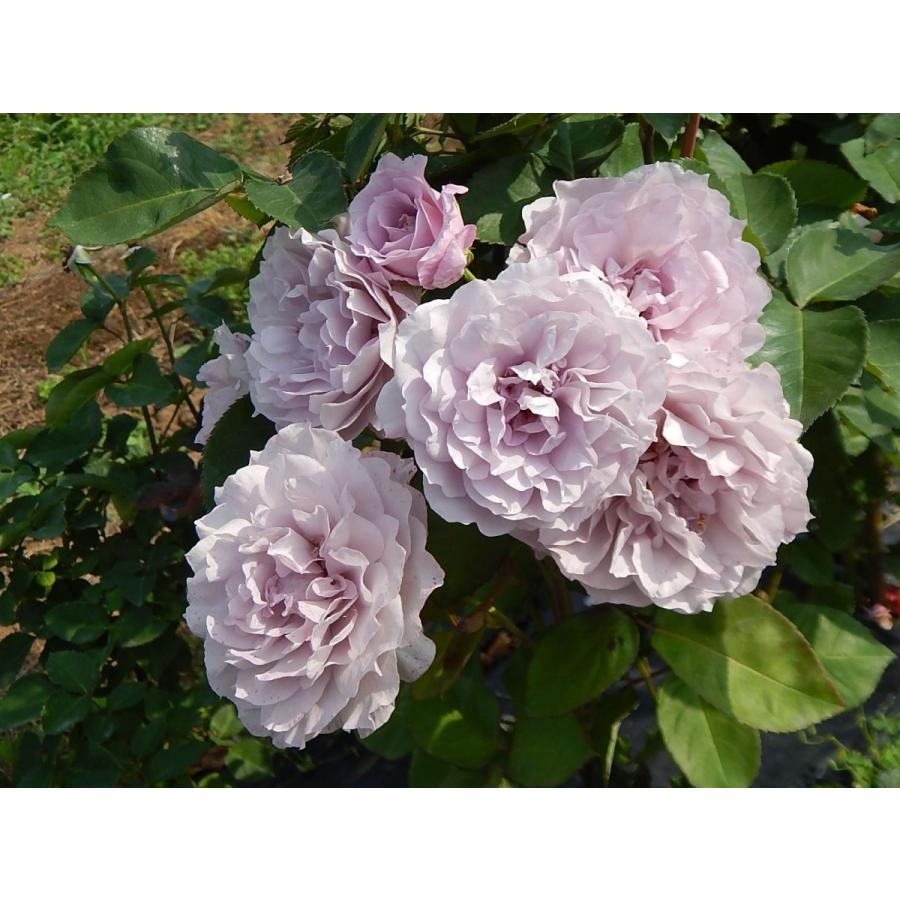 令の風（れいのかぜ）（バラ苗：四季咲き大輪系） 大苗 《農林水産省