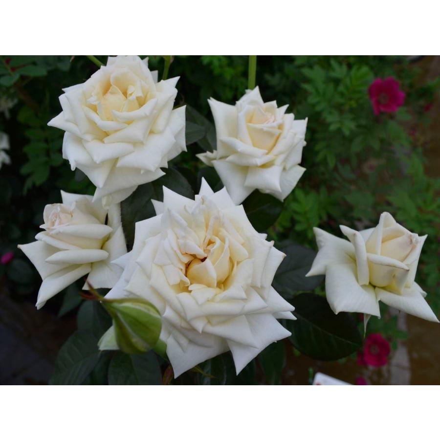 クレム ドゥ メイアン バラ苗 四季咲き大輪系 大苗 農林水産省 登録品種 大神ファームyahoo 店 通販 Yahoo ショッピング