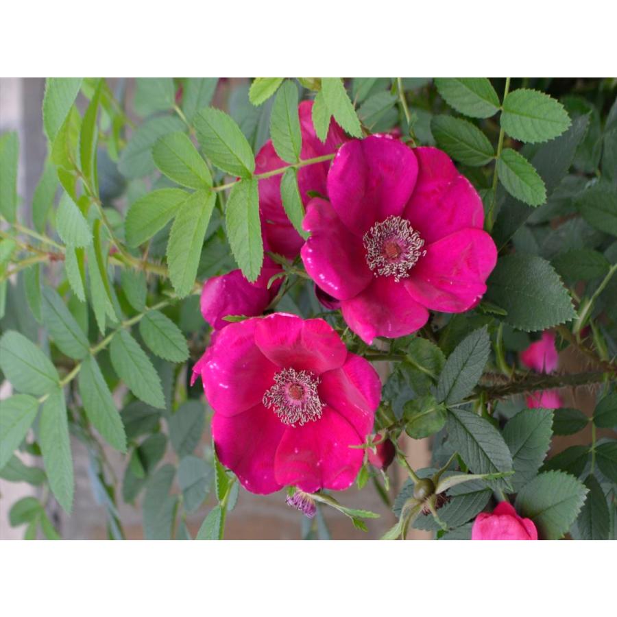 シビュラ バラ苗 一季咲き 大苗予約 大神ファームyahoo 店 通販 Yahoo ショッピング