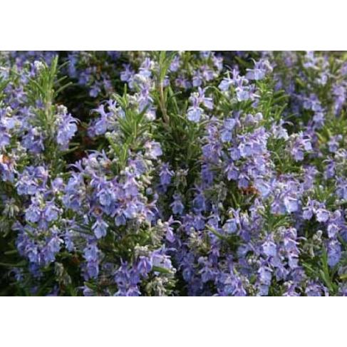 ローズマリー・ミスジェサップ（ハーブ苗）7号鉢 : 大神ファームYahoo