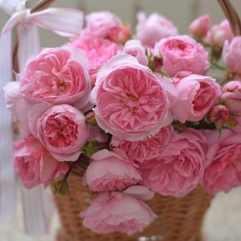リュバン（バラ苗：河本バラ園 Kawamoto Brand Roses） 大苗 《農林