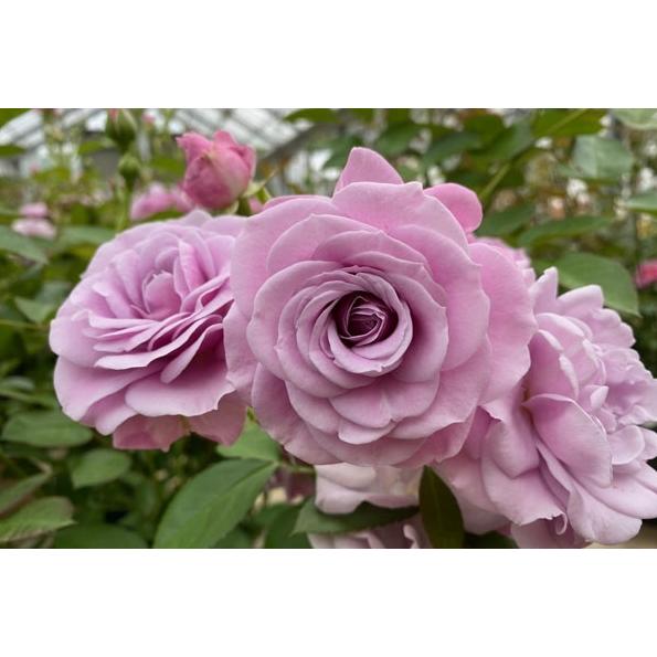 マチネ（バラ苗：四季咲き中輪房咲き系）大苗 《農林水産省 登録品種