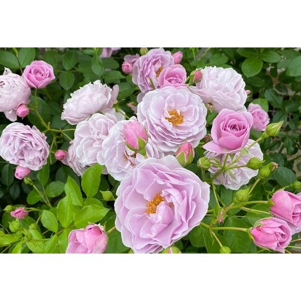 プロローグ バラ苗 シュラブローズ 大苗 農林水産省 登録品種 大神ファームyahoo 店 通販 Yahoo ショッピング