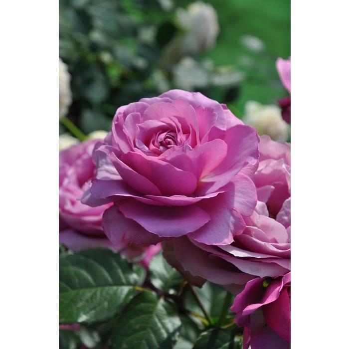 シュリンクス（バラ苗：ロサ・オリエンティス・プログレッシオシリーズ