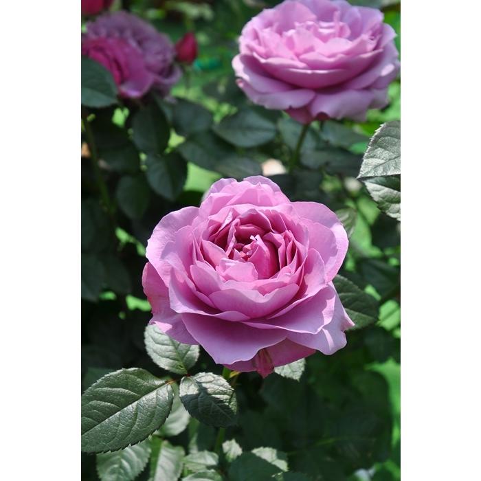 シュリンクス（バラ苗：ロサ・オリエンティス・プログレッシオシリーズ