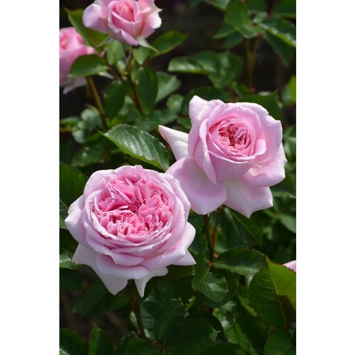 メアリー・レノックス（バラ苗：ロサ・オリエンティス・プログレッシオ