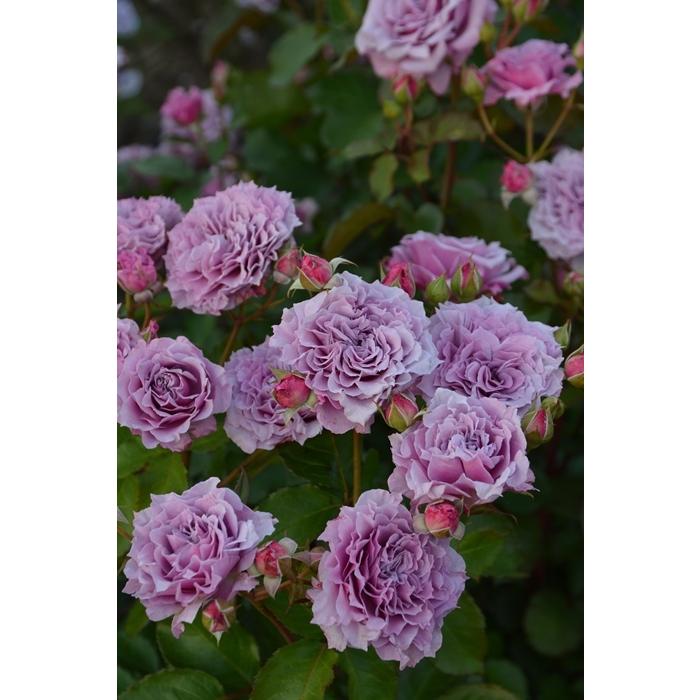 レア✦ピンクブラウングレイミストの苗 ✦ 一苗 レア✦ピンクブラウングレイミストの苗 ✦ 一苗 カード検索 ｜ Z/X -