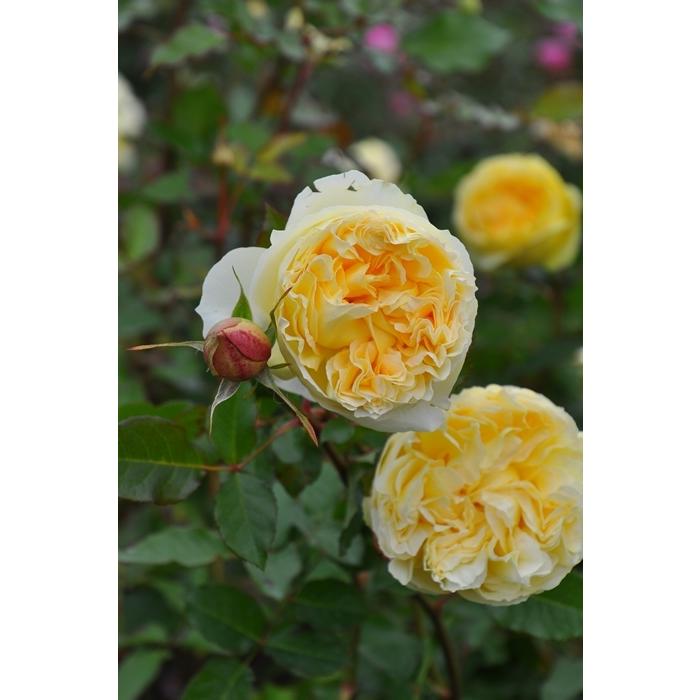 シシリエンヌ バラ苗 ロサ オリエンティス 大苗予約 大神ファームyahoo 店 通販 Yahoo ショッピング