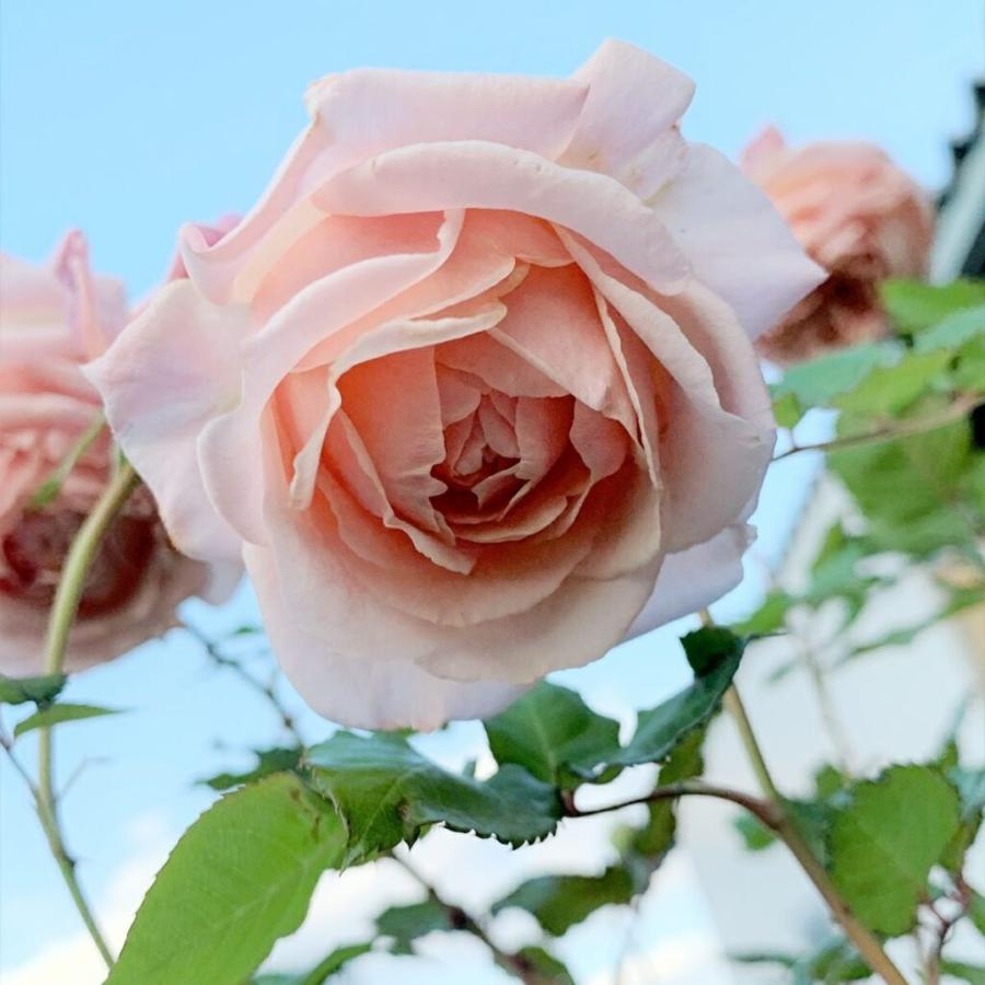 バラ中苗充実苗 　四季咲き中輪　コンパクト　花持ちいいです、病害虫に強いです あきつしま（バラ苗：四季咲き中輪房咲き系）大苗予約 《農林水産省