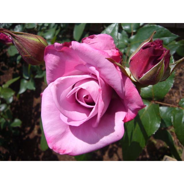 パラダイス バラ苗 四季咲き大輪系 大苗 農林水産省 登録品種 大神ファームyahoo 店 通販 Yahoo ショッピング