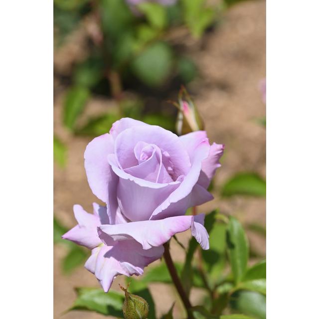 ブルー リボン バラ苗 四季咲き大輪系 大苗 大神ファームyahoo 店 通販 Yahoo ショッピング