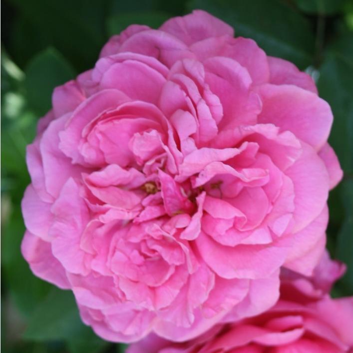 ローズ笛吹 バラ苗 シュラブローズ 大苗 契約品種 大神ファームyahoo 店 通販 Yahoo ショッピング