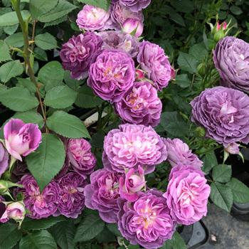 リナルド（バラ苗：河本バラ園）大苗 《農林水産省 登録品種》 : 大神