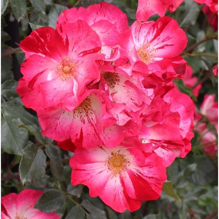 サラマンダー バラ苗 シュラブローズ 大苗 契約品種 大神ファームyahoo 店 通販 Yahoo ショッピング