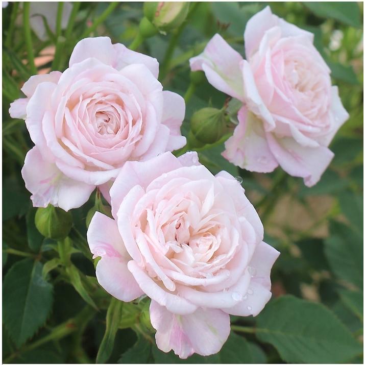 ベル ヴィ バラ苗 シュラブローズ 大苗 契約品種 大神ファームyahoo 店 通販 Yahoo ショッピング