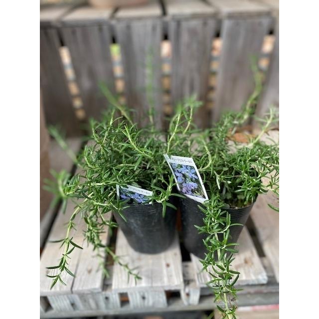 ★ローズマリーページ★ ローズマリー（立性） | ハーブ | 芝桜専門店「お台場ガーデンクラブ」