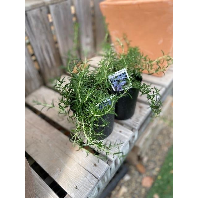 ローズマリー・プロストラータス（クリーピング）（ハーブ苗）12cm