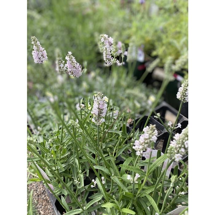 送料0円 ラベンダー ハーブ苗 イングリッシュ系 エレガンスピンク ハーブ