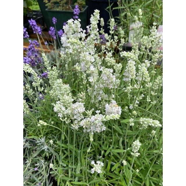 ラベンダー エレガンスホワイト イングリッシュ系 ハーブ苗 大神ファームyahoo 店 通販 Yahoo ショッピング