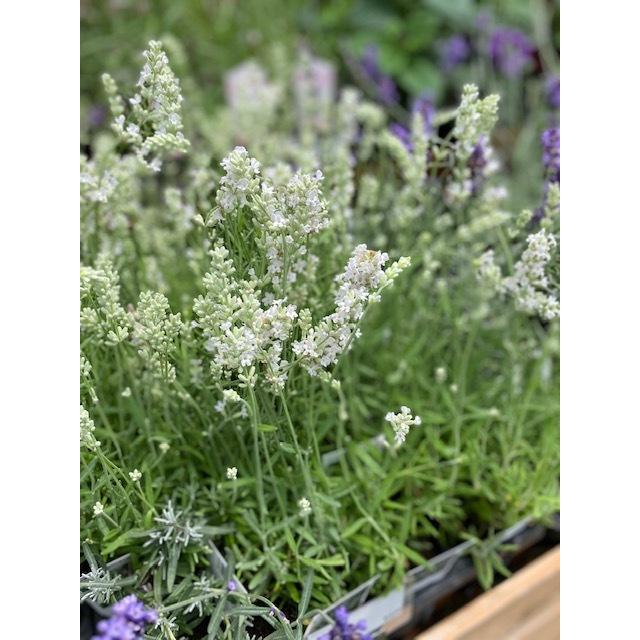 ラベンダー エレガンスホワイト イングリッシュ系 ハーブ苗 大神ファームyahoo 店 通販 Yahoo ショッピング