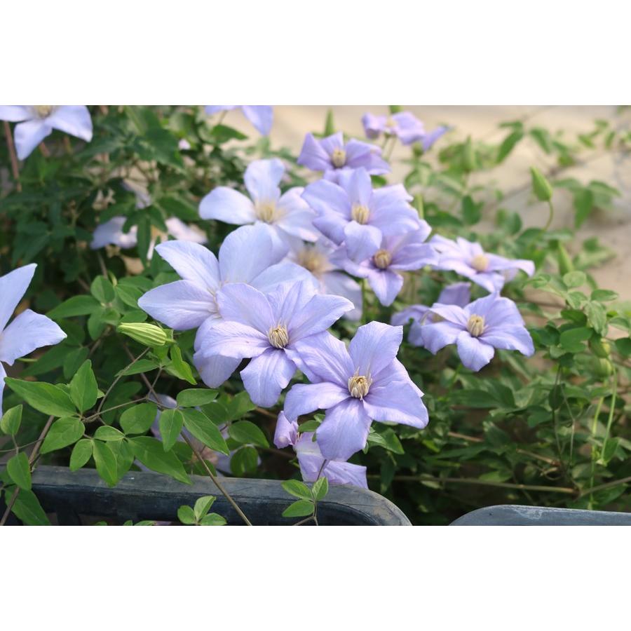 クレマチス 'カドミア' 系統：原種系 4.5号ロングポット : 大神