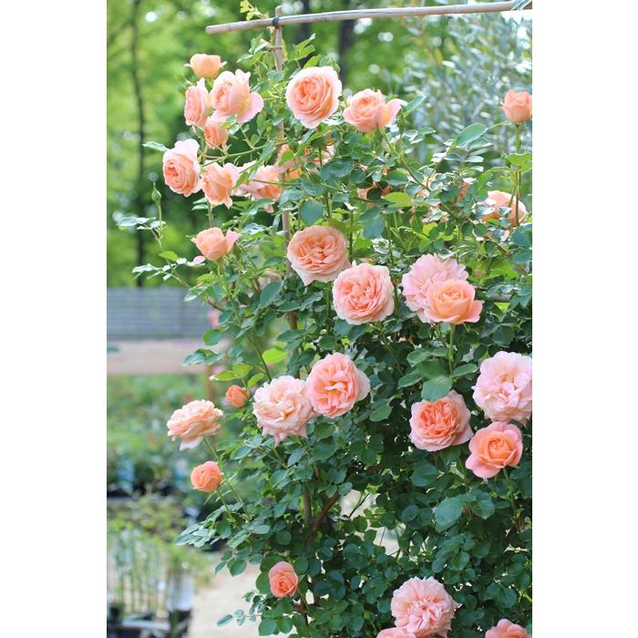 amazarashi フライヤー バラ売り amazarashi フライヤー バラ売り amazarashi （バラ可） amazarashi