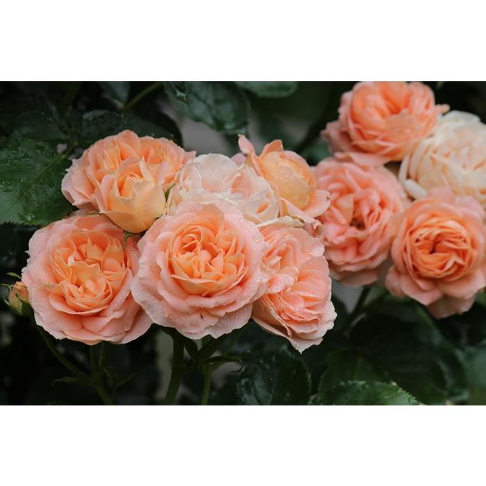 サマー・ドリーム（バラ苗：フライヤーズ・ローゼズ） 大苗 《契約品種