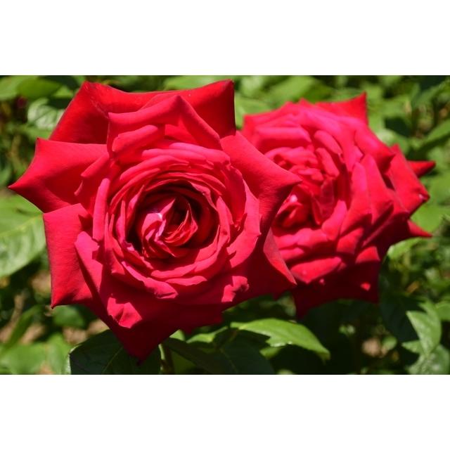 ブルグント81 バラ苗 四季咲き大輪系 大苗 大神ファームyahoo 店 通販 Yahoo ショッピング