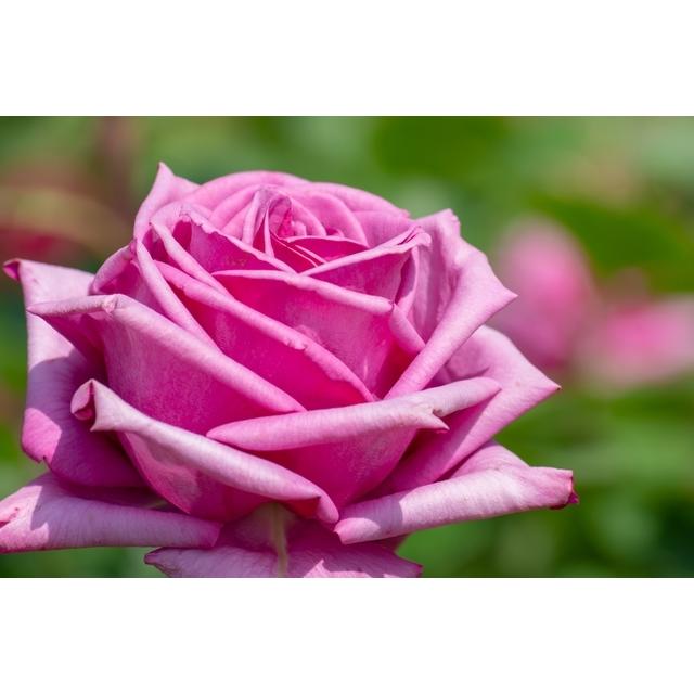 紫雲 しうん バラ苗 四季咲き大輪系 大苗 大神ファームyahoo 店 通販 Yahoo ショッピング