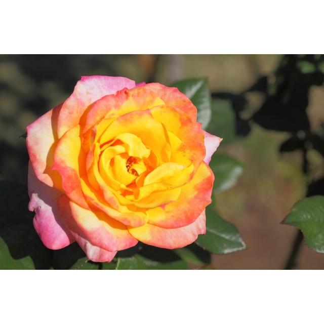 デザート・ピース（バラ苗：四季咲き大輪系） 大苗 : 大神ファーム