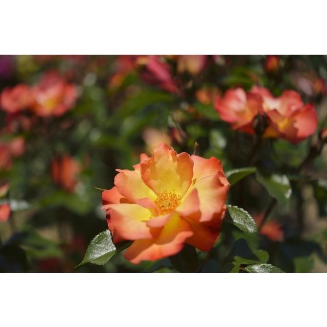 プレイボーイ バラ苗 四季咲き中輪房咲き系 大苗予約 大神ファームyahoo 店 通販 Yahoo ショッピング