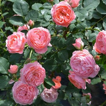 バラ長尺大苗 ロマンティックチュチュ ロサオリエンティス 正規品 ロマンティック・チュチュ（バラ苗：ロサ・オリエンティス） 大苗