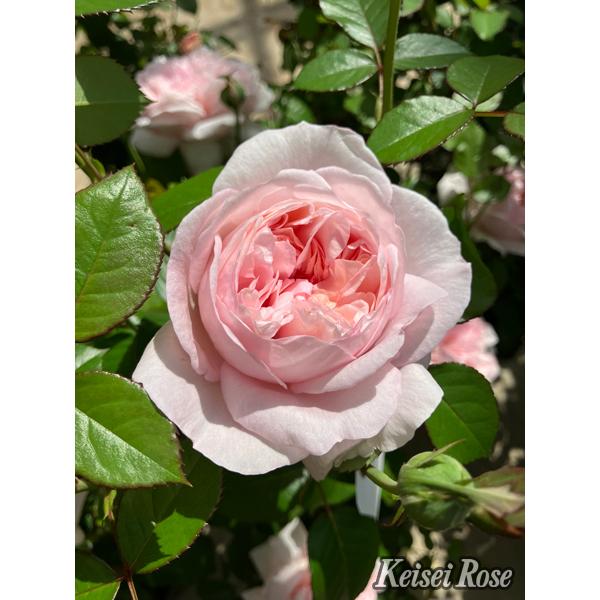 シェーンハイト（バラ苗：四季咲き大輪系）大苗 《農林水産省 登録品種