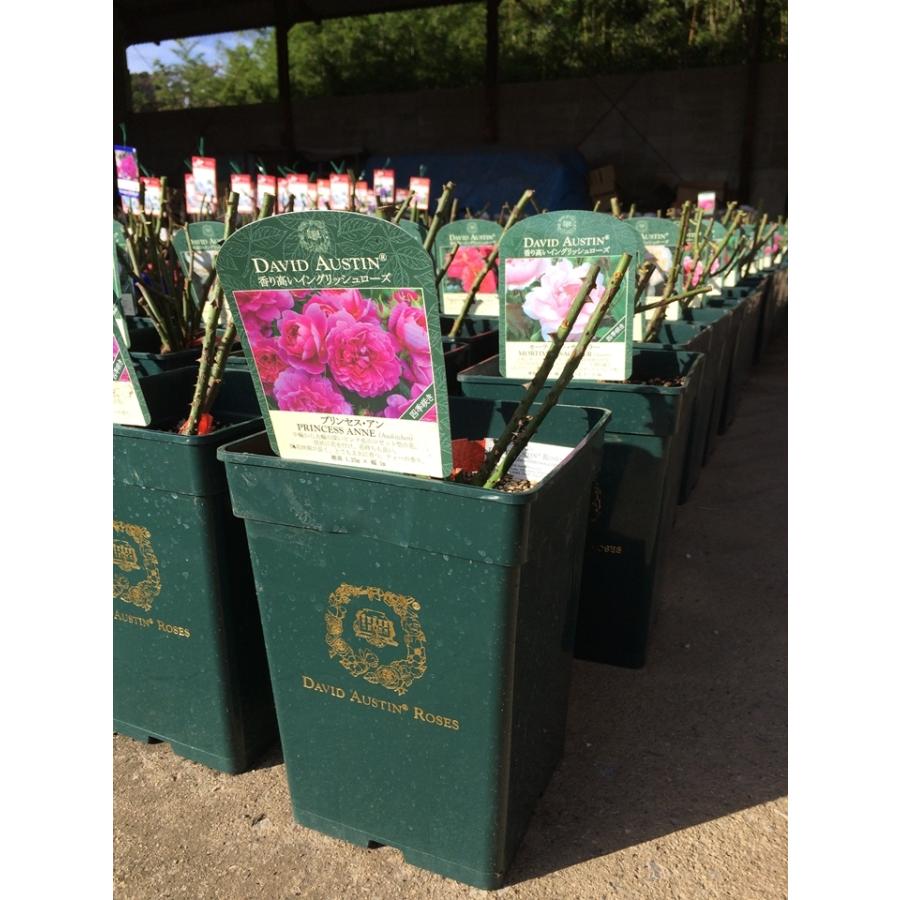 ブリング・ミー・サンシャイン (Ausernie)（バラ苗：イングリッシュ