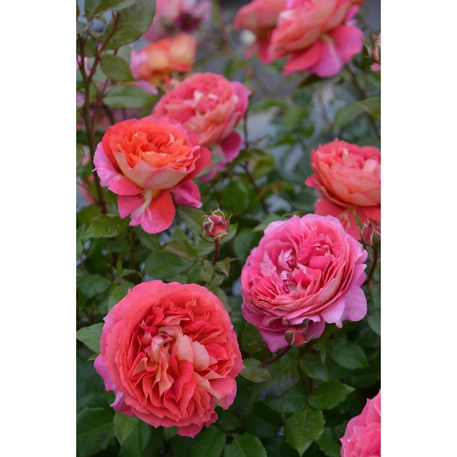 アルゴノーツ（バラ苗：ロサ・オリエンティス・プログレッシオシリーズ