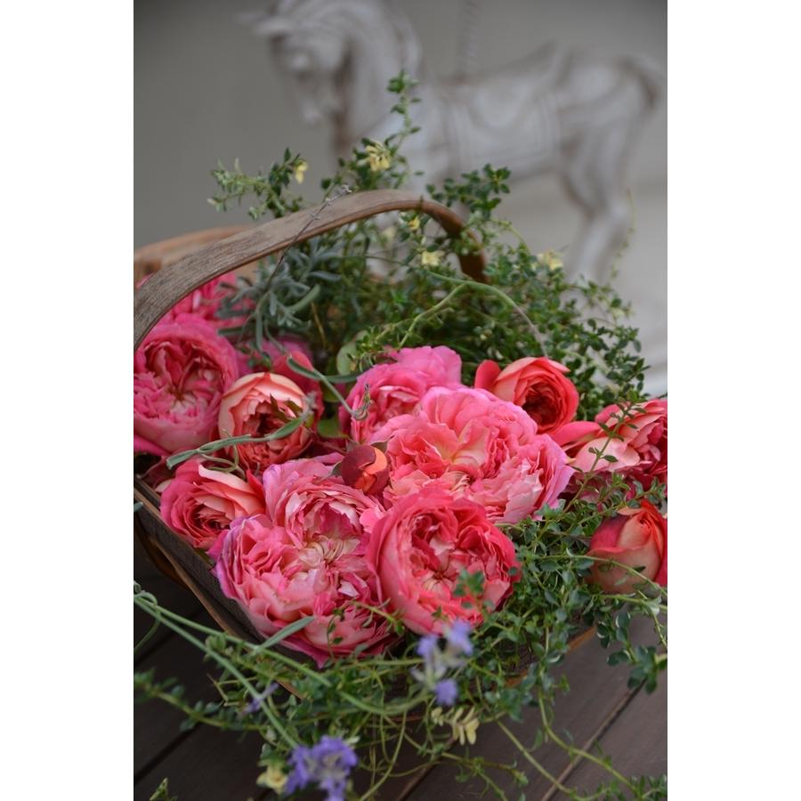 アルゴノーツ（バラ苗：ロサ・オリエンティス・プログレッシオシリーズ